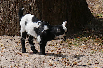 Streichelzoo im Hofgarten in Öhringen