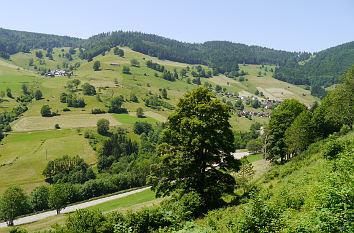 Schwarzwald bei Todtnau