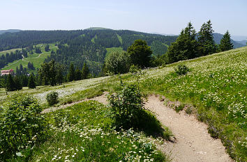 Wanderweg am Feldberg