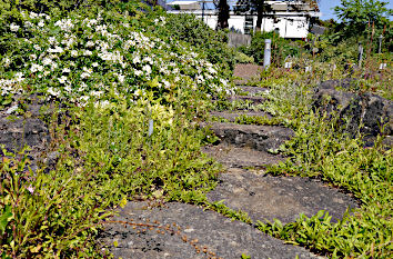 Steingarten Botanischer Garten in Tübingen