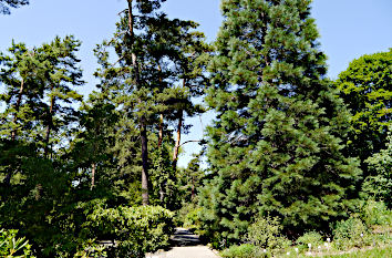 Koniferen Botanischer Garten Tübingen