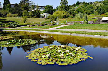 Seerosen Botanischer Garten Tübingen