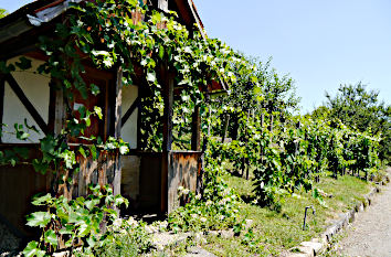 Weinlage Botanischer Garten Tübingen