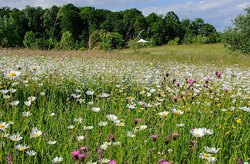 Blumenwiese Botanischer Garten Ulm