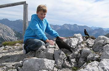 Zahme Dohlen im Karwendelgebirge