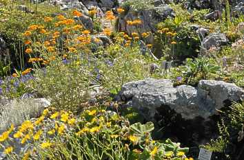 Alpengarten am Schachen