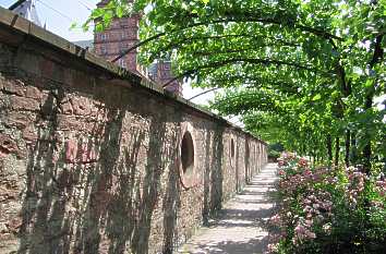 Ranken und Blumenpracht Stadtmauer Aschaffenburg