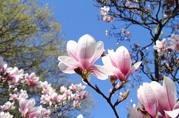 Magnolienblüten im Hofgarten Schöntal