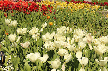 Frühjahr Botanischer Garten Augsburg