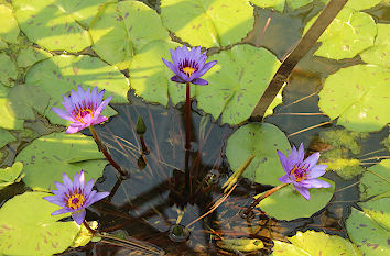 Seerosen Pflanzenschauhaus Botanischer Garten Augsburg