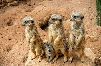 Erdhörnchen Zoo Augsburg