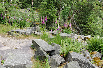 Blumen im Granit auf dem Epprechtstein