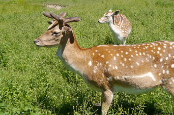 Rotwild Wildpark Höllohe