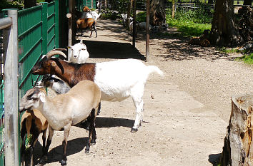 Ziegen Wildpark Höllohe