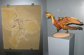Urvogel im Jura-Museum Willibaldsburg