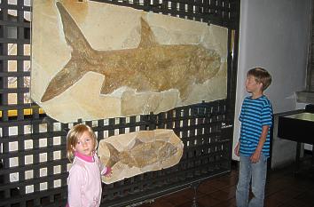 Fischfossil im Jura-Museum
