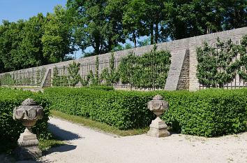 Mauer mit Spalier Hofgarten Veitshöchheim