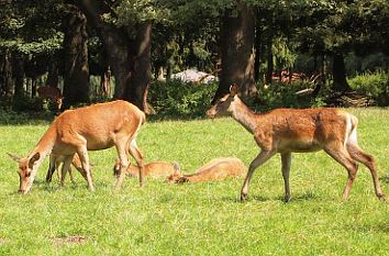 Rehe im Wildpark Poing