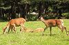 Wildpark Poing