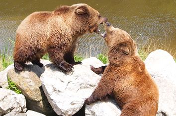 Braunbären im Wildpark Poing