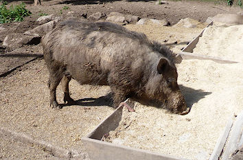 Wildschweing im Wildpark Tambach
