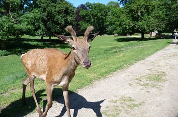 Begehbares Gehege Wildpark Tambach