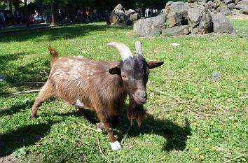 Streichelzoo Wildpark Schloss Tambach