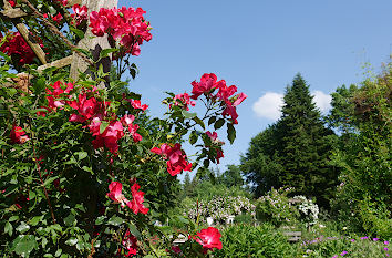 Rosengarten im Kurpark Bad Wörishofen