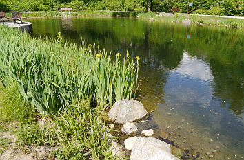 Teich im Kurpark Bodenmais