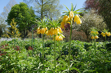 Kaiserkronen im Botanischen Garten in Hof am Theresienstein