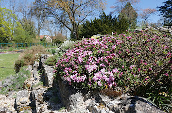 Steingarten im Botanischen Garten in Hof am Theresienstein