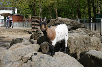 Zoo in Hof am Theresienstein