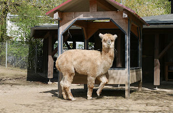 Lama im Zoo von Hof an der Saale