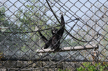 Affe im Zoo von Hof am Theresienstein