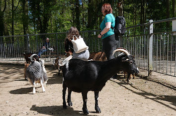 Streichelzoo in Hof an der Saale