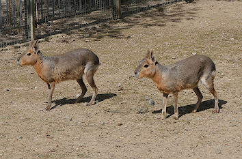 Tiere im Zoo von Hof