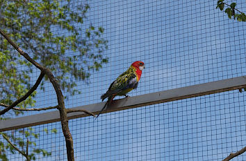 Papagei in begehbarer Voliere im Zoo von Hof