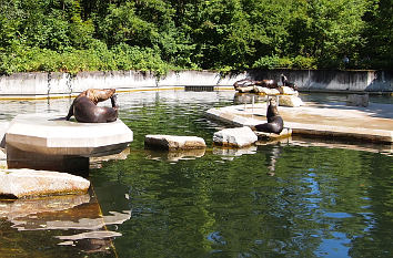Seehunde Tierpark Hellabrunn München