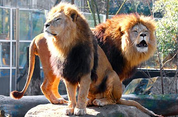 Löwen Tierpark Hellabrunn München