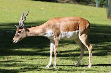 Antilope Tierpark Hellabrunn München