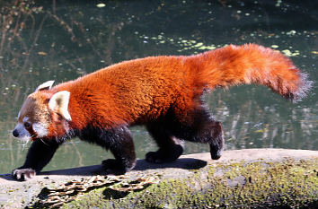 Panda Tierpark Hellabrunn München