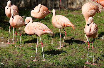 Flamingos Tiergarten Nürnberg