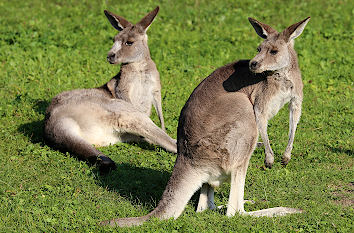 Kangurus Tiergarten Nürnberg