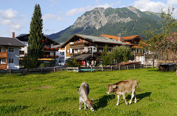 Kuhweide in Oberstdorf