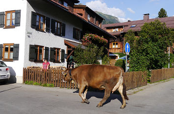 Oberstdorf: Kuh auf dem Weg in den Stall