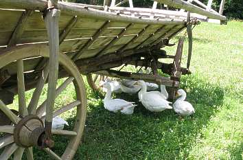 Gänse unter Leiterwagen