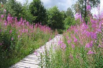 Schmalblättrige Weidenröschen (Epilobium angustifolium) am Moorrand