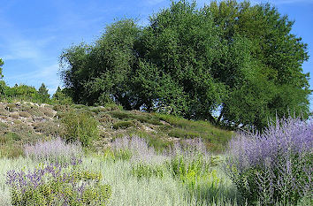 Botanischer Garten Würzburg