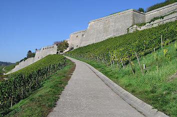 Weinberg Festung Marienberg Würzburg