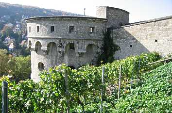 Weinanbau Würzburger Festung Marienberg